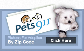 Bichons For Adoption By Zip Code Click Here