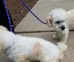 Five Matching Donation Challenges for Recent Bichon Emergencies. Brooks and Dunn.