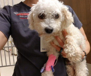 “Tahiti” Of The “Tropical Stay-Cation Bichons” Had To Go To Emergency. Emergency Surgery Is Needed.