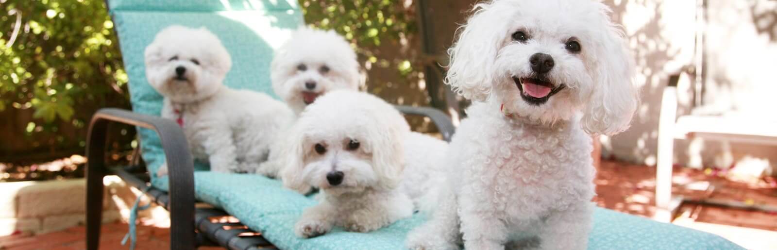 Adoption Application