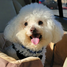 Hit By Car Bichon Needs Help/ Personal. My Reagan Pressnall Aug 30, 2010-Jan 5, 2026. Hit By Car Bichon Needs Help/ Personal. My Reagan Pressnall Aug 30, 2010-Jan 5, 2026.
