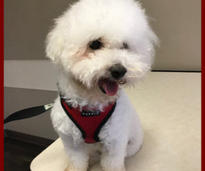 Snowball the Bichon is Bleeding, Surgery needed Tomorrow Morning in Houston. We Need To Raise $2500.00. Help Is Needed.
