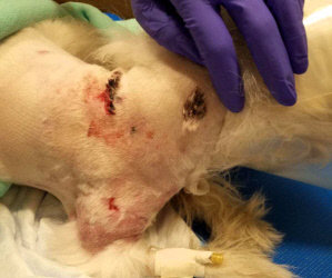 “Zoey” Attacked By Two Large Dogs! Large Wounds. Initial Critical Care is $800.00. Please. Help Needed Now!