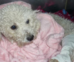 From Robin: 3 Year Old Precious Bichon Was Seen Being Thrown From a Car On A Busy Street in Chicago. He Has Broken Bones. Emergency Surgery Needed. Please Help. Urgent.
