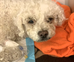 Houston, We Have A Problem. Medical Emergency. Another Hit By Car Bichon Needs Emergency Surgery Today. Most Urgent.