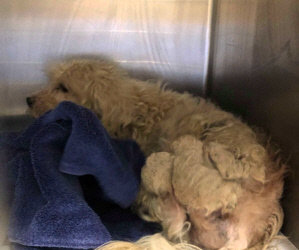 Severely Neglected Bichon Coming In/ Young Bichon Needs Extensive Oral Surgery Due To Congenital Defect. Help Is Needed.