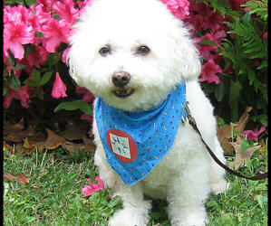 The 2021 Small Paws® Rescue Spring Auction Is Now Open Through Sunday, June 13, 2021! On Your Marks, Get Set, Bid To Help The Bichons! 