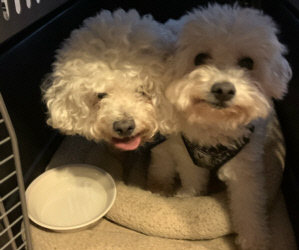 New Matching Challenge Donations For The Two Pairs of Bichon Brothers!