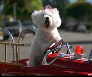 Little “Bliss” Update!/ Florida Bichon Bash Next Sunday!/Dinner Together The Saturday Night Before!