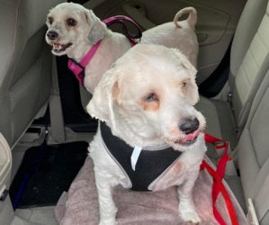 Four New Matching Donation Challenges!/ We Are Getting The Hit By Car Bichon in N.C., Today!