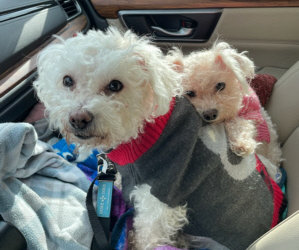 Small Paws Rescue Update on Blitzen and Monkey, Special Needs Bichons, / Two New Bonded Pairs. Precious Photo!/ Newbie from CACC Shelter, Video