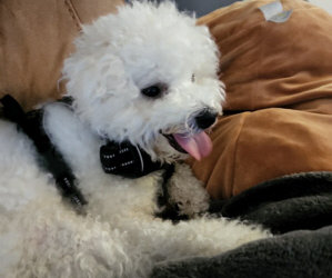 Update on “Bliss”/Pictures of Our Newest Bichons Including a Poodle!/ Lucia’s Amazing Transformation. She Is Getting Her Pacemaker in May!/ Help Is Needed.