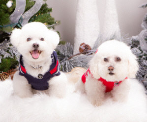The Small Paws® Rescue Holiday Auction Is Now Open! Donated Items Are Still Needed!!