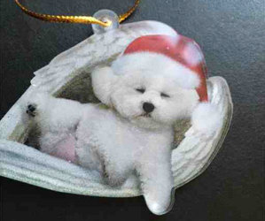 Last Call! The Holiday Auction Closes at 10:00 P.M. E.S.T.! Get Your Final Bids In For The Bichons!!!