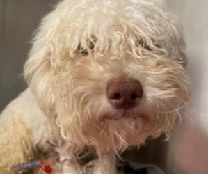 Medical Emergency For Precious 1 Year Old Bichon With Parvo. At Dallas TX. ER Hospital Now. Help Is Needed./ Holiday Online Auction
