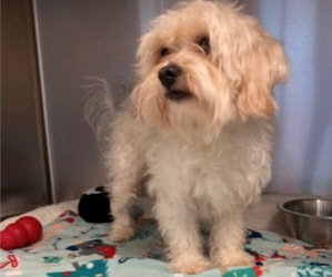 Two Cavachon Littermates In Florida. Read Their Story/ Blind Bichon Mix Foster Needed In Dallas/ “Pup” Update & Video!/ End Of Year Giving