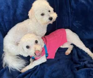 Amazon Smiles Is Ending/ Our 25th Small Paws® Rescue Anniversary Bash Will Be In Pinellas Park, FL. On Sunday, March 11, 2023!/ New Bichons!/ “Pup” Is Running Up Stairs Video!/ From Robin: Prayers Needed For My Reagan