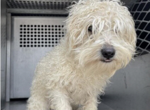 911 Medical Emergency. 7 mos. Old Bichon Puppy At ER In Dallas With Parvo. Help Needed Now. $500 Matching Challenge!