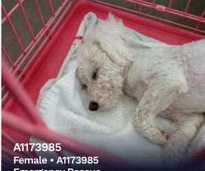 911 Medical Critical Emergency. 1 Year Old Female Bichon Frise From Dallas Shelter With Parvo. Est. Is $4500-6500 To Save Her Life. Help Is Needed.