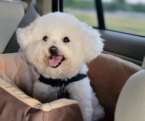 Small Paws® North Texas Area Bichon Bash?/ We Need Your Bichon Pictures For Our Newsletter Template ASAP!!/ Reagan Pressnall Update!
