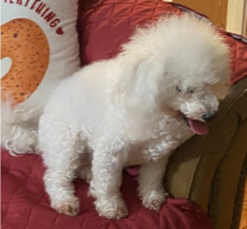 Belle ‘s Urgent Surgery Situation. Baby Beau Turned Into a Schnauzer, and Joy’s Owner Died. $200 Matching Challenge. Belle ‘s Urgent Surgery Situation. Baby Beau Turned Into a Schnauzer, and Joy’s Owner Died. $200 Matching Challenge.