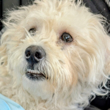 Medical Emergency. 2 Year Old Female Bichon Hit By Car Near Chicago. Help Needed. Darling Pictures. Medical Emergency. 2 Year Old Female Bichon Hit By Car Near Chicago. Help Needed. Darling Pictures.