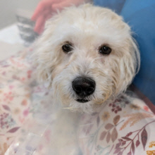 $300 Matching Challenge For Sadie, Hit By Car Bichon Near Chicago! $300 Matching Challenge For Sadie, Hit By Car Bichon Near Chicago!