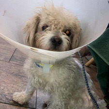 “Elf” Was Attacked By Something in Austin Texas. He Needs Surgery. Help Is Needed.