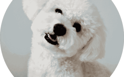 Hit By Car Bichon Needs Help/ Personal. My Reagan Pressnall Aug 30, 2010-Jan 5, 2026.