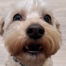 Matching Challenges for $1500 & $3000 To Be Met In Part Or In Whole For Henry.