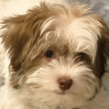 Henry Update/ Personal From Robin. Help Me Welcome Oliver Pressnall!