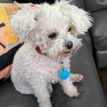 8 Year Old Cassie In Dallas TX. Needs Surgery. Help Is Needed.