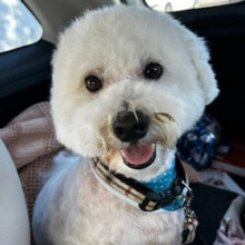 Cassie Update/Volunteers Needed In North and South Texas. Stella is Pregnant! This Is Urgent.