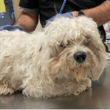 We Have 2 Sick Bichons. Help Is Needed. Please Read From Robin.