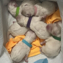 Happy News From Small Paws® Rescue! Stella And Five Puppies!!/ DNA Tests For Snickers!!