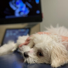 Sadie’s Heart Murmur Repair Was A Success!!/ My Oliver Pressnall Update Pics!