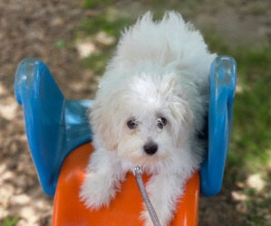 Two Heart Murmur Bichon Puppies. $1000.00 Matching Challenge For Sadie And Lucy!